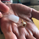 Clam in a test tube